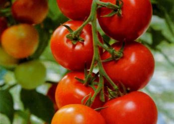 Alex Jurconi, preşedinte PRO AGRO: ”Scumpirea gigacaloriei începând cu 1 ianuarie a pus legumicultura la pământ. Prețul la roșii și la alte legume românești va crește cu 50%”