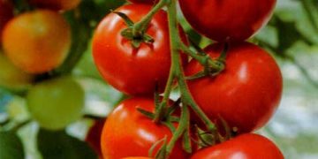 Alex Jurconi, preşedinte PRO AGRO: ”Scumpirea gigacaloriei începând cu 1 ianuarie a pus legumicultura la pământ. Prețul la roșii și la alte legume românești va crește cu 50%”