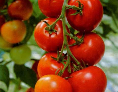 Alex Jurconi, preşedinte PRO AGRO: ”Scumpirea gigacaloriei începând cu 1 ianuarie a pus legumicultura la pământ. Prețul la roșii și la alte legume românești va crește cu 50%”