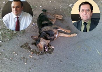Aceasta sa fie, oare, cauza pentru care proiectul cu privire la cainii comunitari a fost respins de doua ori, domnilor Iulian Badescu si Iulian Teodorescu?