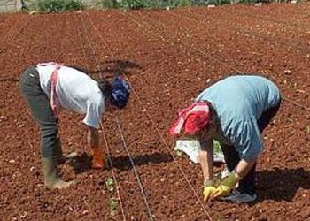Peste un milion de români din Italia,  încurajați să lupte împotriva muncii la negru. Campania “Vreau să lucrez legal în Europa mea!”