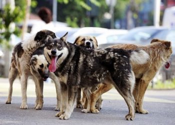 jurnalulph.ro// Soluţie pentru rezolvarea problemei câinilor fără stăpân la Ploieşti!