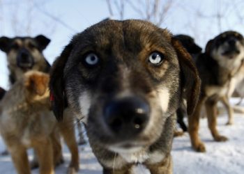 Vesti bune….Prevedere bugetara pentru rezolvarea situatiei cainilor cu si fara detinator din Ploiesti/ Good news …. Provision budget to cope dogs with and without owner in Ploiesti