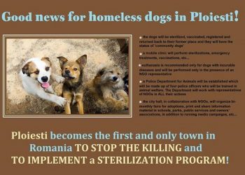 Europenii au auzit de Ploiesti. Suntem singurii din tara care au adoptat o Hotarare de Consiliu local pentru rezolvarea situatiei cainilor de pe strazi/ Europeans have heard of Ploiesti. We are the only city in Romania  that have adopted local council dec