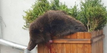 Opinia FOMR referitoare la ursul impuscat si situatia animalelor salbatice carnivore mari din Romania