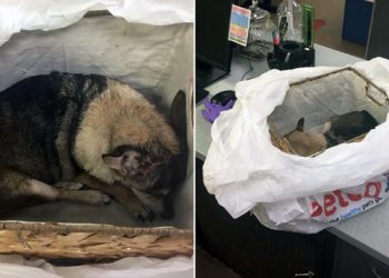 WASHINGTON// Câine, încă în viață, pus în 2 pungi, într-un coș și lăsat să moară în fața unui adăpost