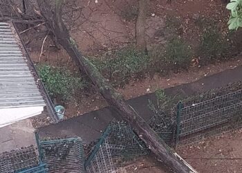 Apel catre SGU Ploiesti: Un copac a cazut peste un gard, pe Aleea Cirezarilor