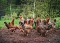 UE pregătește noi reguli pentru creșterea animalelor. Ce se schimbă în 2026–2027 și ce prevede în prezent legislația din România