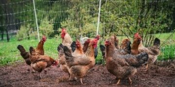 UE pregătește noi reguli pentru creșterea animalelor. Ce se schimbă în 2026–2027 și ce prevede în prezent legislația din România
