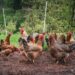 UE pregătește noi reguli pentru creșterea animalelor. Ce se schimbă în 2026–2027 și ce prevede în prezent legislația din România